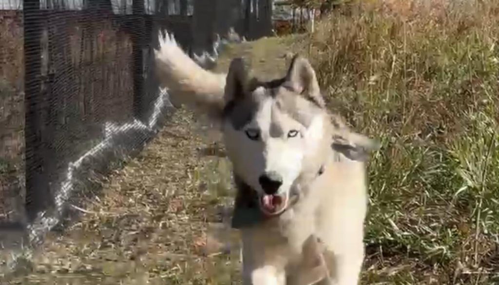 Affordable-Fencing-How-to-Fence-Your-Yard-for-Under-_5_Day