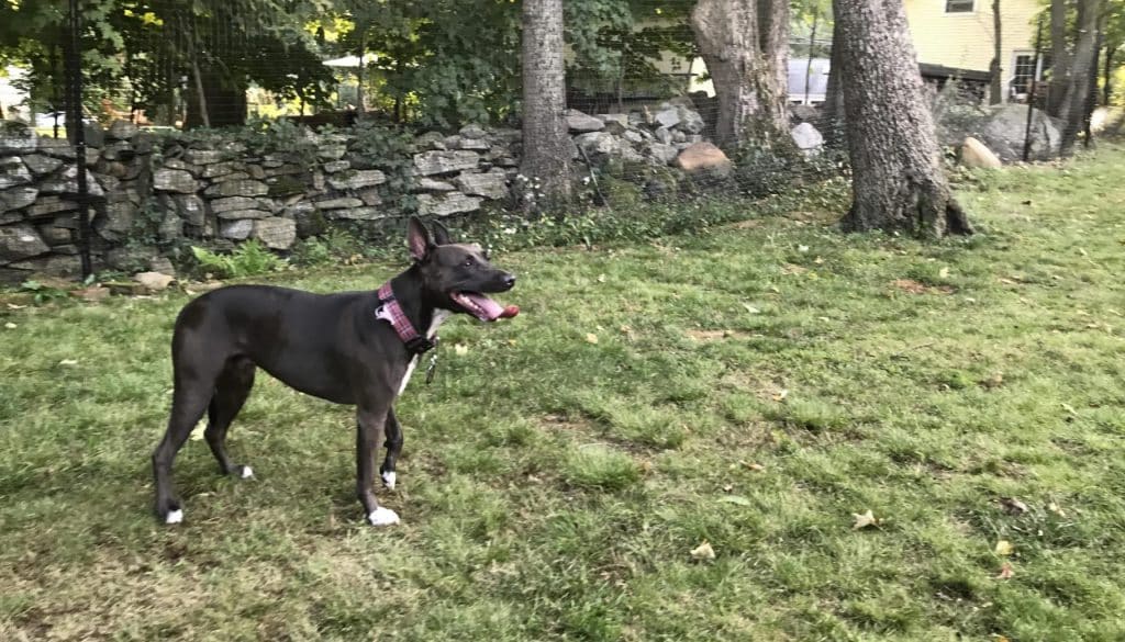 Beautiful-Boundaries-Fences-That-Enhance-Your-Yard