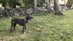 Beautiful-Boundaries-Fences-That-Enhance-Your-Yard