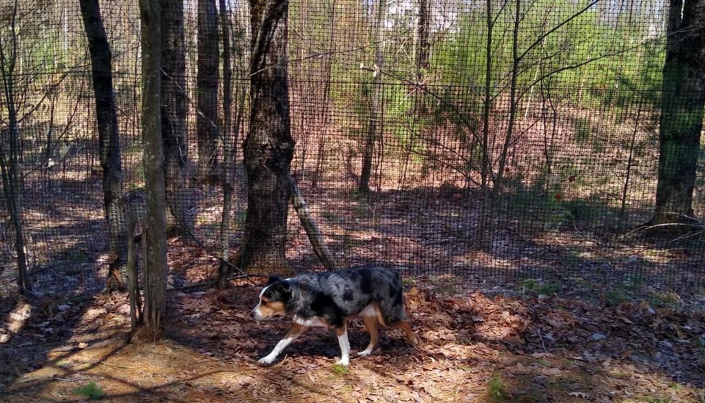 How Bitter-Infused Mesh Keeps Your Dog Safe and Sound