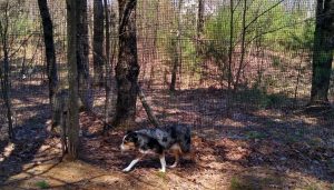 How Bitter-Infused Mesh Keeps Your Dog Safe and Sound