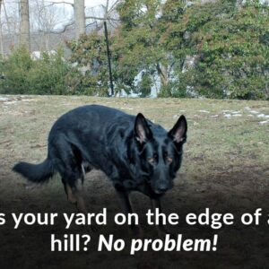 black dog edge of yard fence