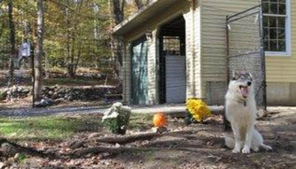 Chew-protection-Bitter-pro-Mesh-The-Secret-to-Secure-Pet-Containment