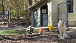 Chew-protection-Bitter-pro-Mesh-The-Secret-to-Secure-Pet-Containment