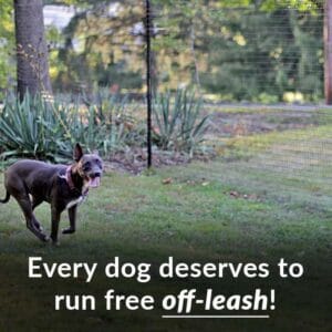 chuffy pit running dog fence
