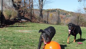 Creating-the-Perfect-Dog-Exercise-Zone-in-Your-Yard_1745543319