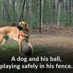 dog ball safe tall dog fence