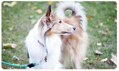 training a dog on a leash