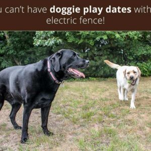 doggie-play-dates