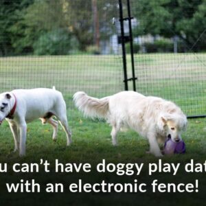 doggy play dates invisible fence