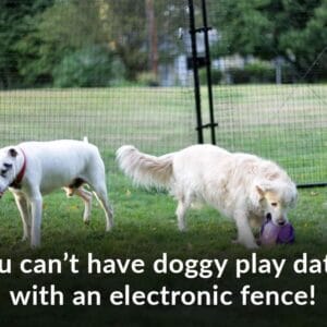 doggy play dates invisible fence