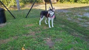 How to Create a Sustainable Pet Barrier for Your Yard