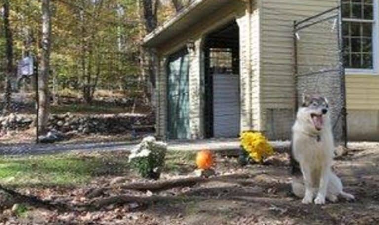 Designing Quick-Release Gates for Pet Emergency Situations