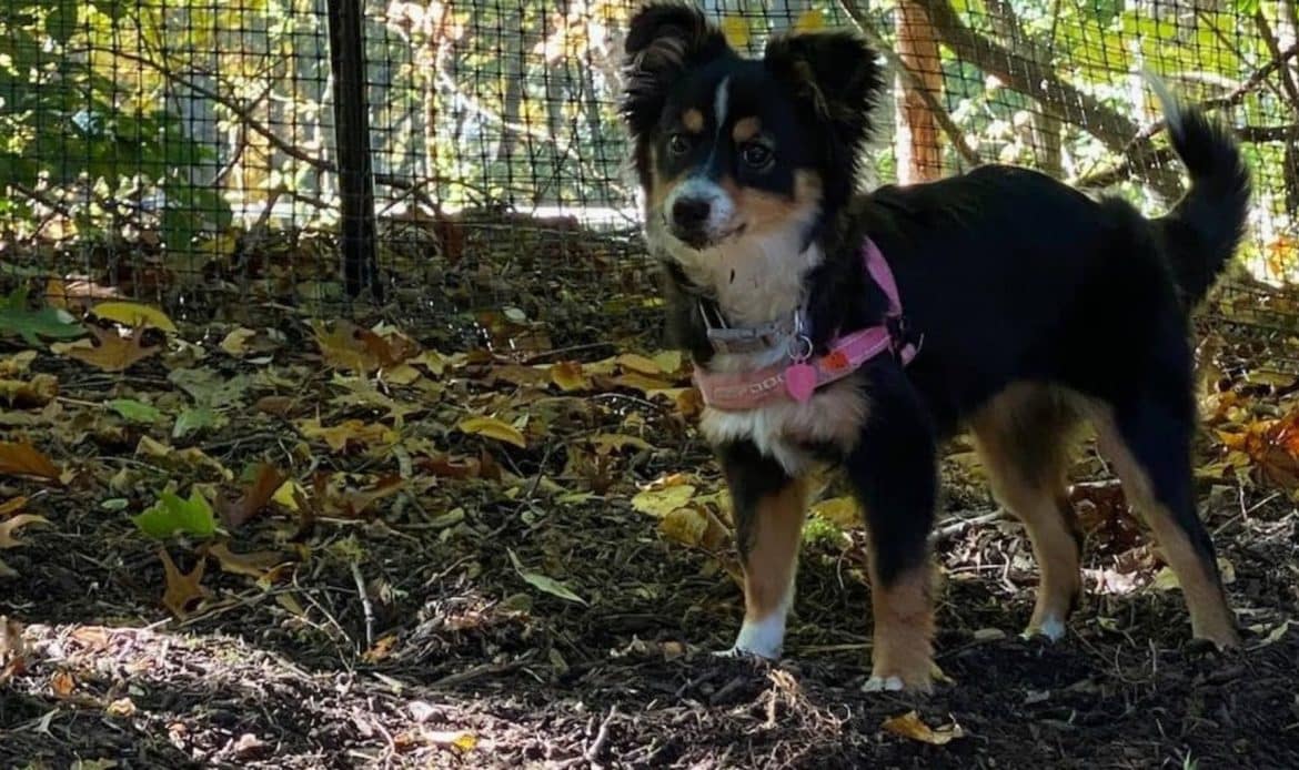 How to Train Your Dog to Respect the New Fence Boundary