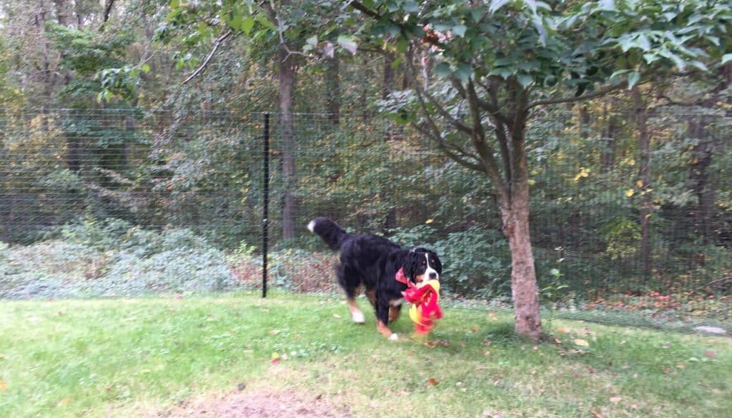 Fencing-Around-Obstacles-A-Homeowner_s-Success-Story