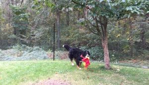 Fencing-Around-Obstacles-A-Homeowner_s-Success-Story