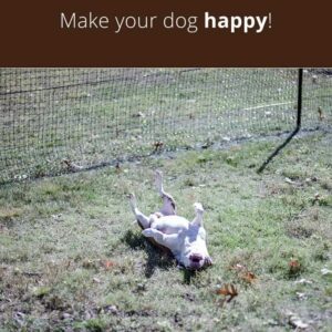 happy-dog