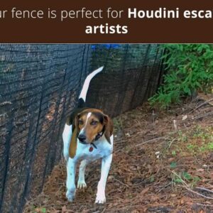 Houdini-escape-artists