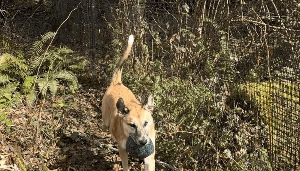 How-to-Create-a-Private-Dog-Park-in-Your-Backyard