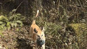 How-to-Create-a-Private-Dog-Park-in-Your-Backyard