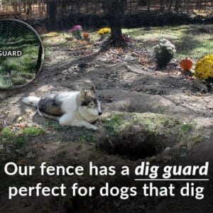 husky dog dig guard