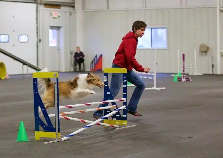 Pet Playgrounds Fence - non-electric dog fence Pet Playgrounds Fence - non-electric dog fence