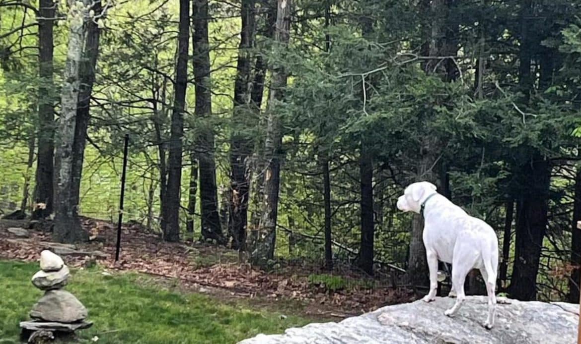 How to Work with Your Landscaper on Pet-Safe Designs