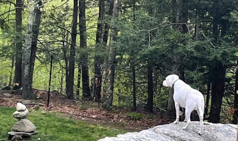 How to Work with Your Landscaper on Pet-Safe Designs