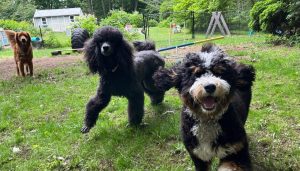Managing-Multiple-Dogs_-Here_s-Your-Ideal-Fence-Setup