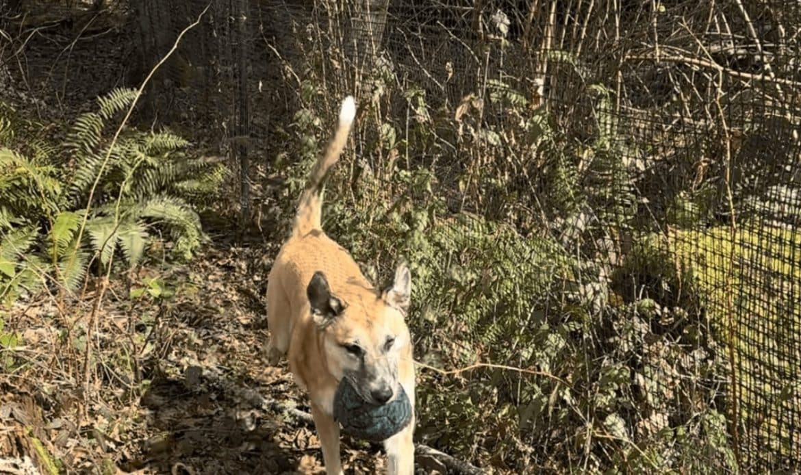 One Fence to Rule Them All Solutions for Multi-Pet Homes