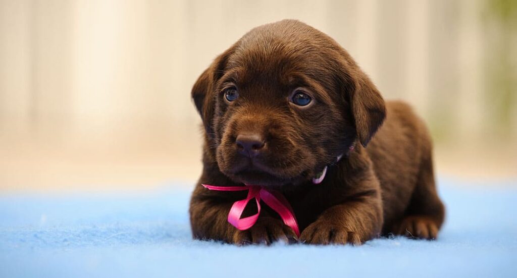 How Much Exercise Does My Dog Need