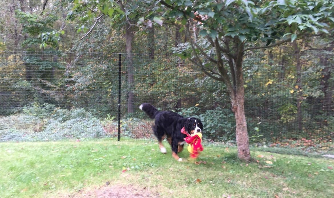 Can Renters Install Temporary Pet Fences? [2025 Guide]