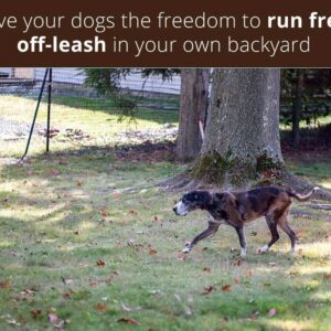 run-free-walking-dog