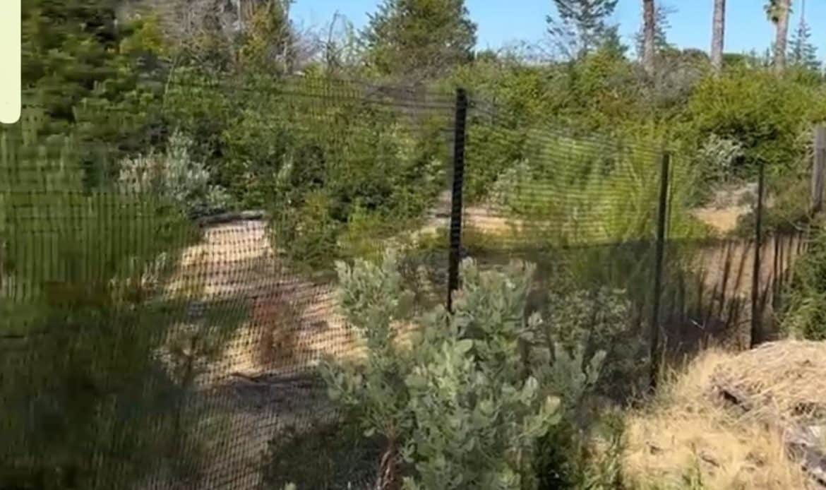 Adapting Your Fence for Aging Pets A Compassionate Approach