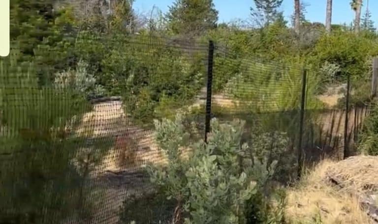 Adapting Your Fence for Aging Pets A Compassionate Approach