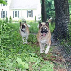 strong dog fence