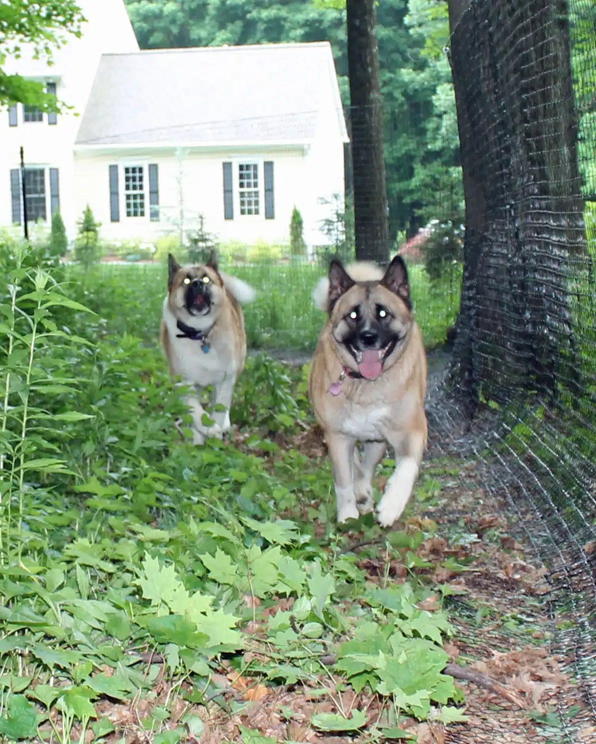 Humane and Safe - best non electric dog fence Humane and Safe - best non electric dog fence