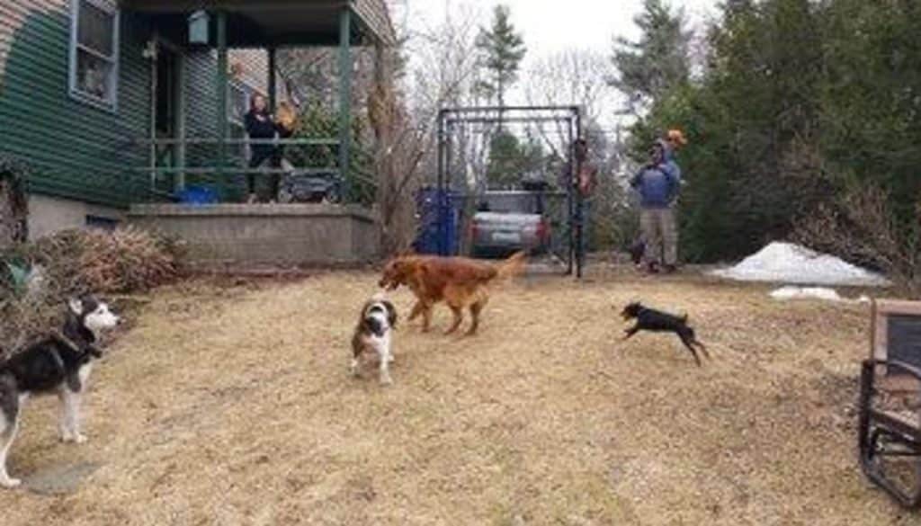 Tailoring-Your-Fence-to-Your-Dog_s-Size-and-Breed