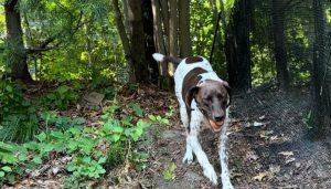 Mastering Uneven Ground The Art of Adaptive Pet Fencing
