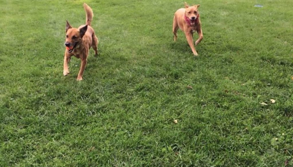 The-Strength-of-Steel-Ensuring-Your-Dog_s-Safety