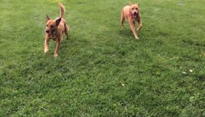 The-Strength-of-Steel-Ensuring-Your-Dog_s-Safety