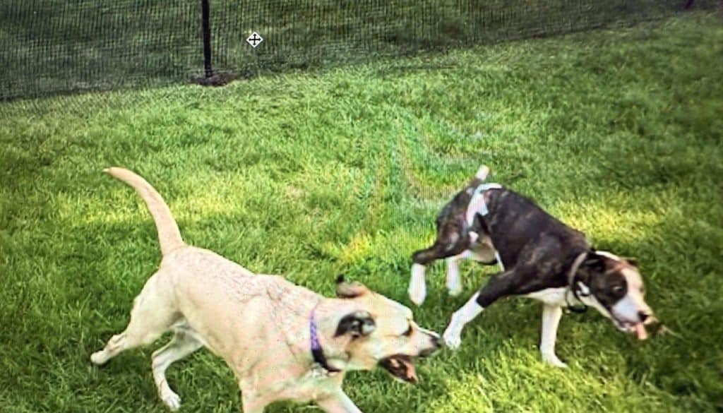 The-Ultimate-Guide-to-Secure-Pet-Containment-_2025_