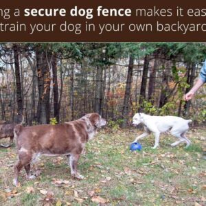 training-dog-fence