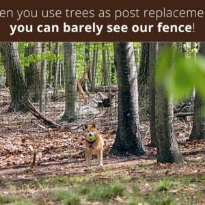 trees-posts-dog-ball