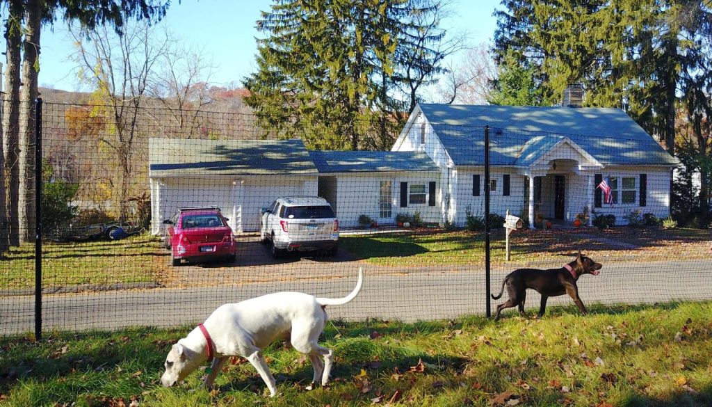 Why-a-Quality-Dog-Fence-Pays-Off-in-the-Long-Run_1745197779