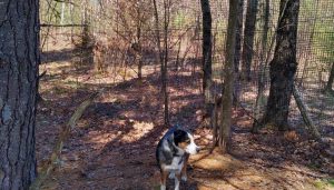 Why-Skip-the-Concrete_-Modern-Fencing-Solutions-Explained_1744938421