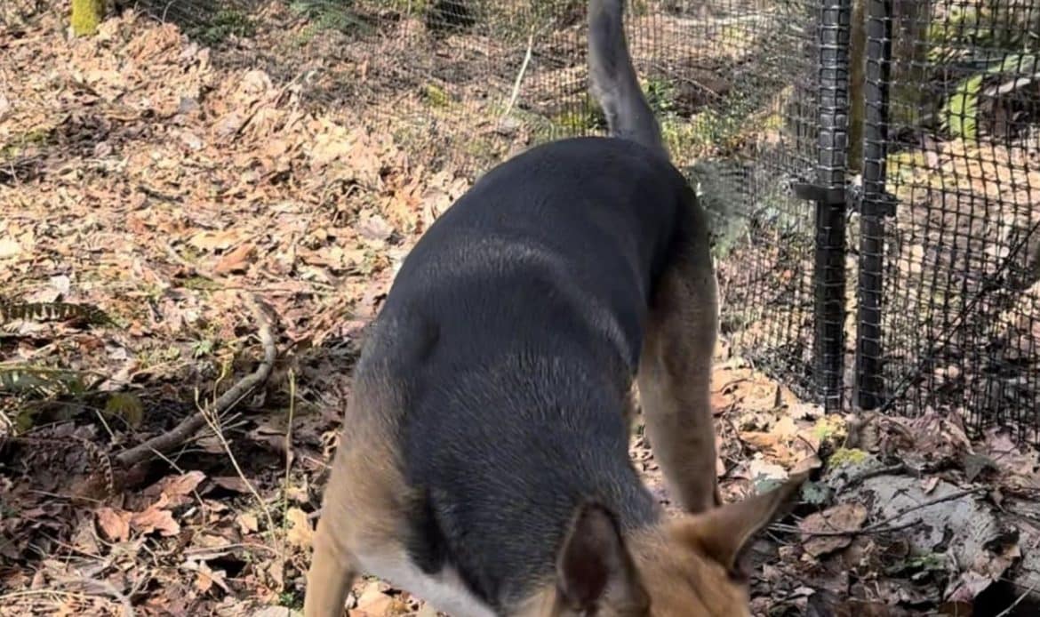 Balancing Act Creating Safe Passages in Your Pet Fence