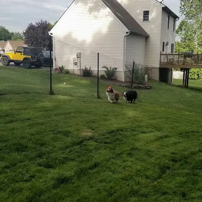 Pet playground Dog Fences 04