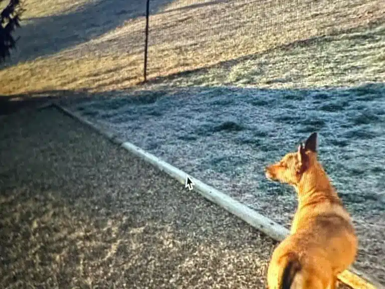 Pet playground Dog Fences 05