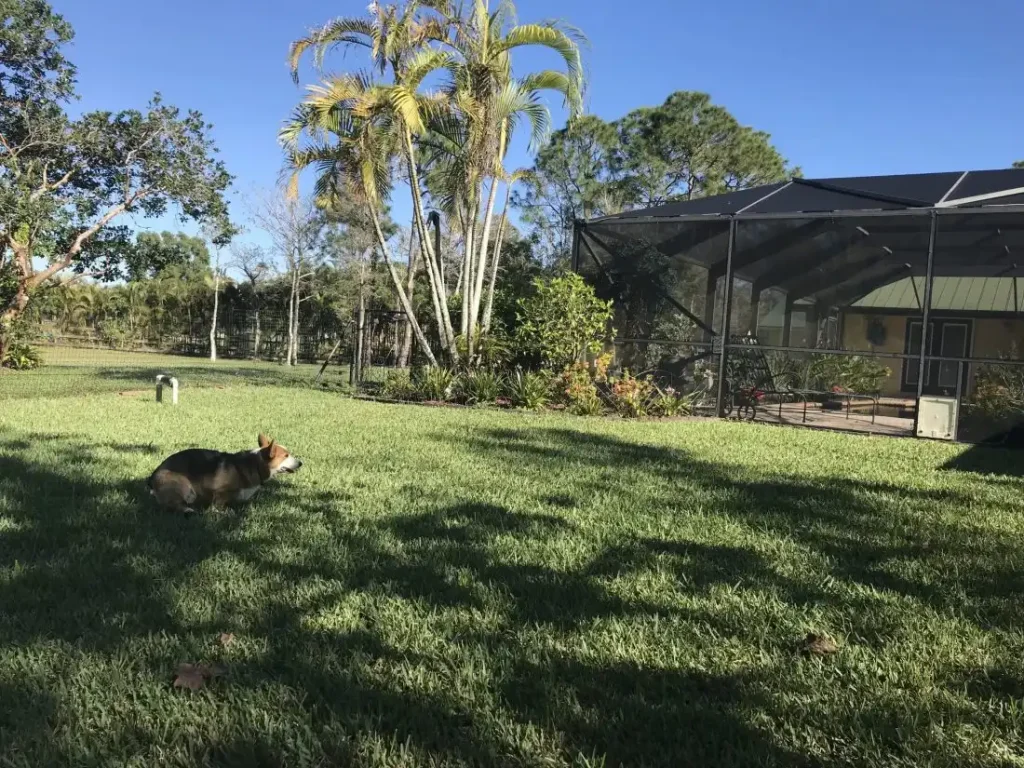 Pet playground Dog Fences 06